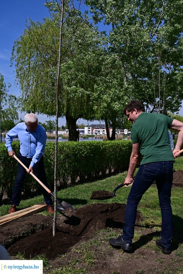 Michelin faültetés a Városligetben 20240409