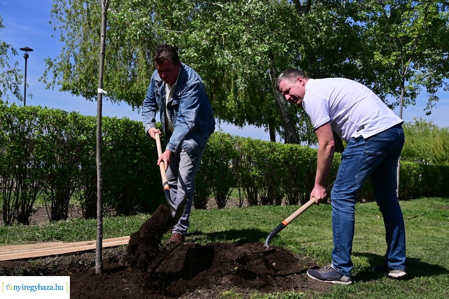 Michelin faültetés a Városligetben 20240409