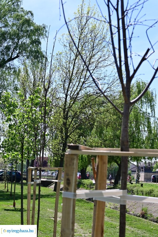 Michelin faültetés a Városligetben 20240409