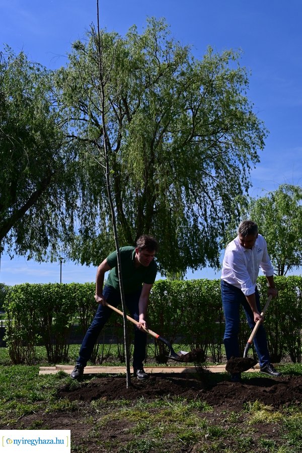 Michelin faültetés a Városligetben 20240409