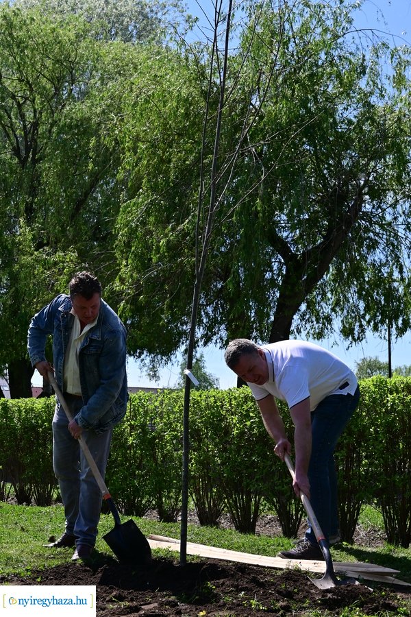 Michelin faültetés a Városligetben 20240409