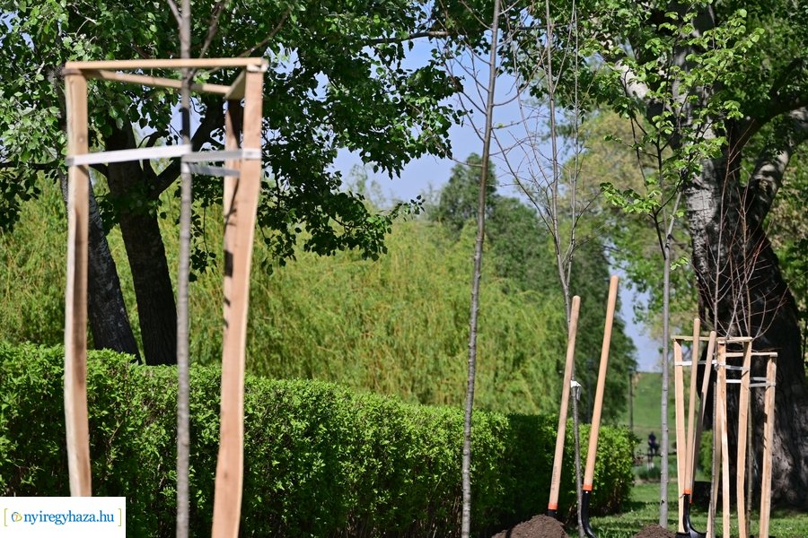 Michelin faültetés a Városligetben 20240409