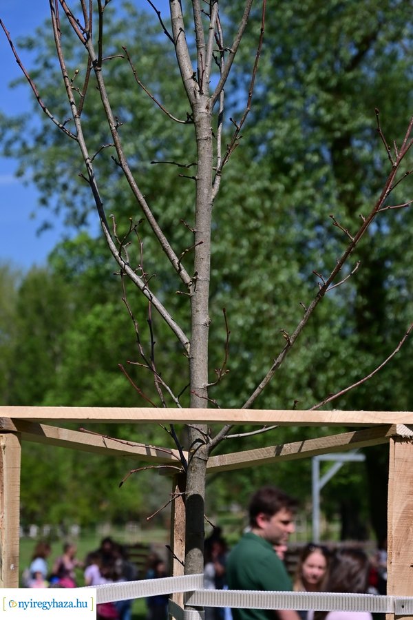 Michelin faültetés a Városligetben 20240409