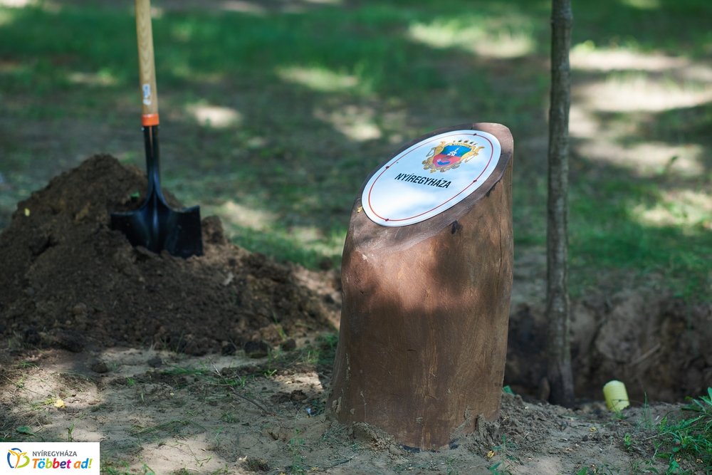 MJVSZ 2019 - faültetés 1