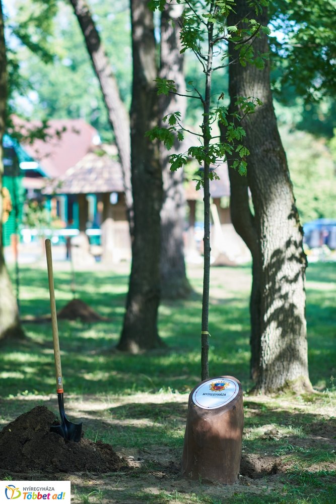 MJVSZ 2019 - faültetés 1