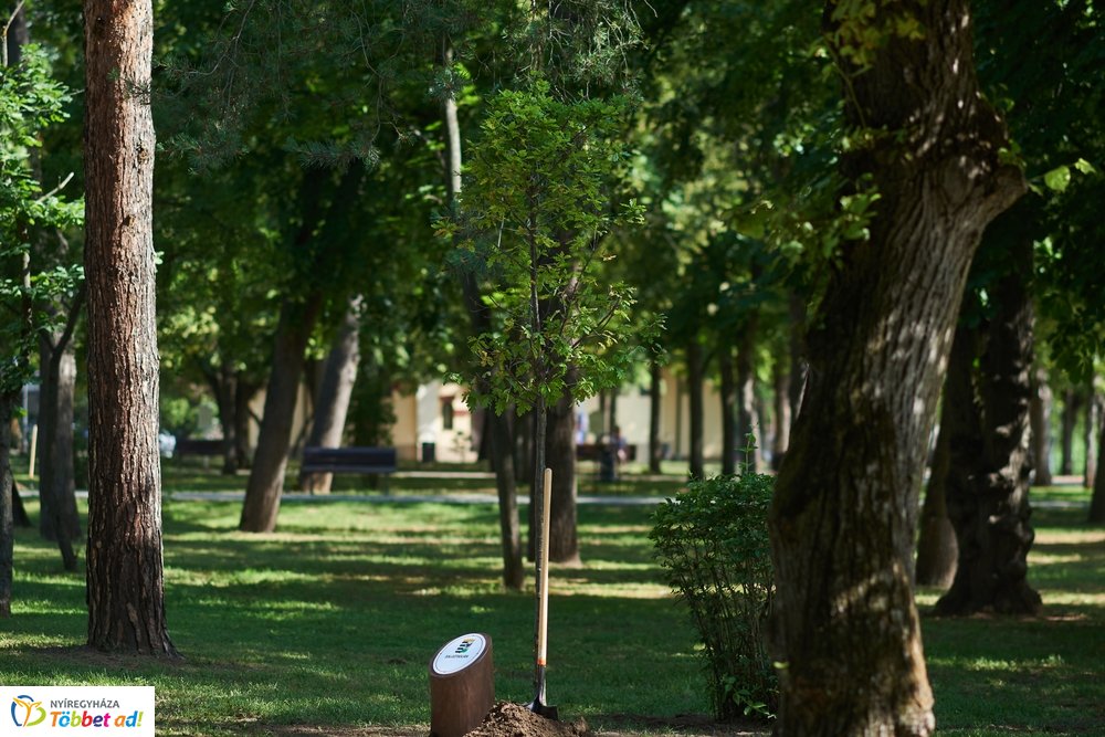 MJVSZ 2019 - faültetés 1