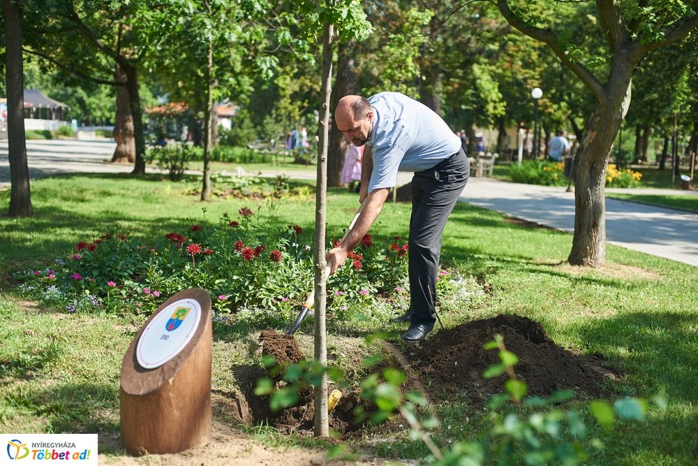 MJVSZ 2019 - faültetés 1