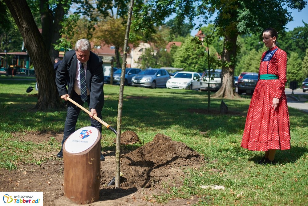 MJVSZ 2019 - faültetés 1