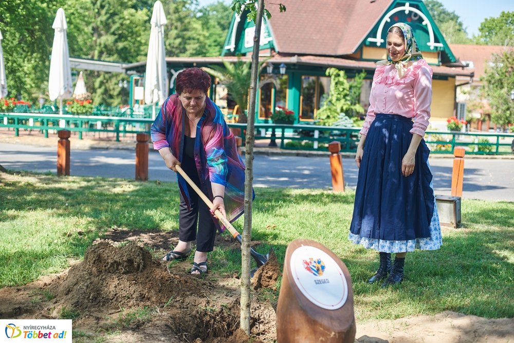 MJVSZ 2019 - faültetés 1