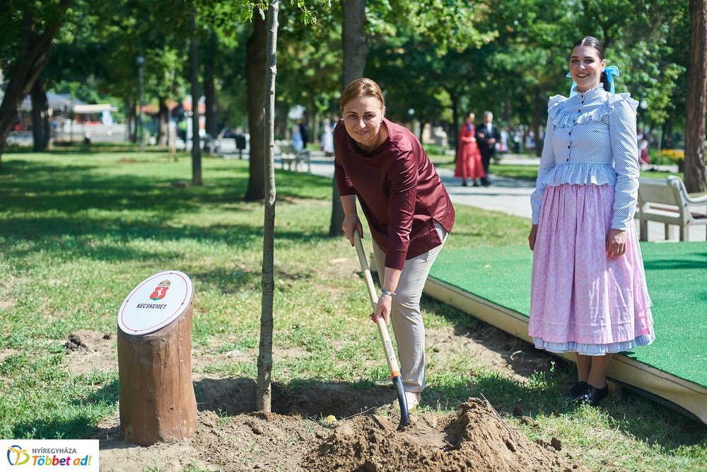 MJVSZ 2019 - faültetés 1