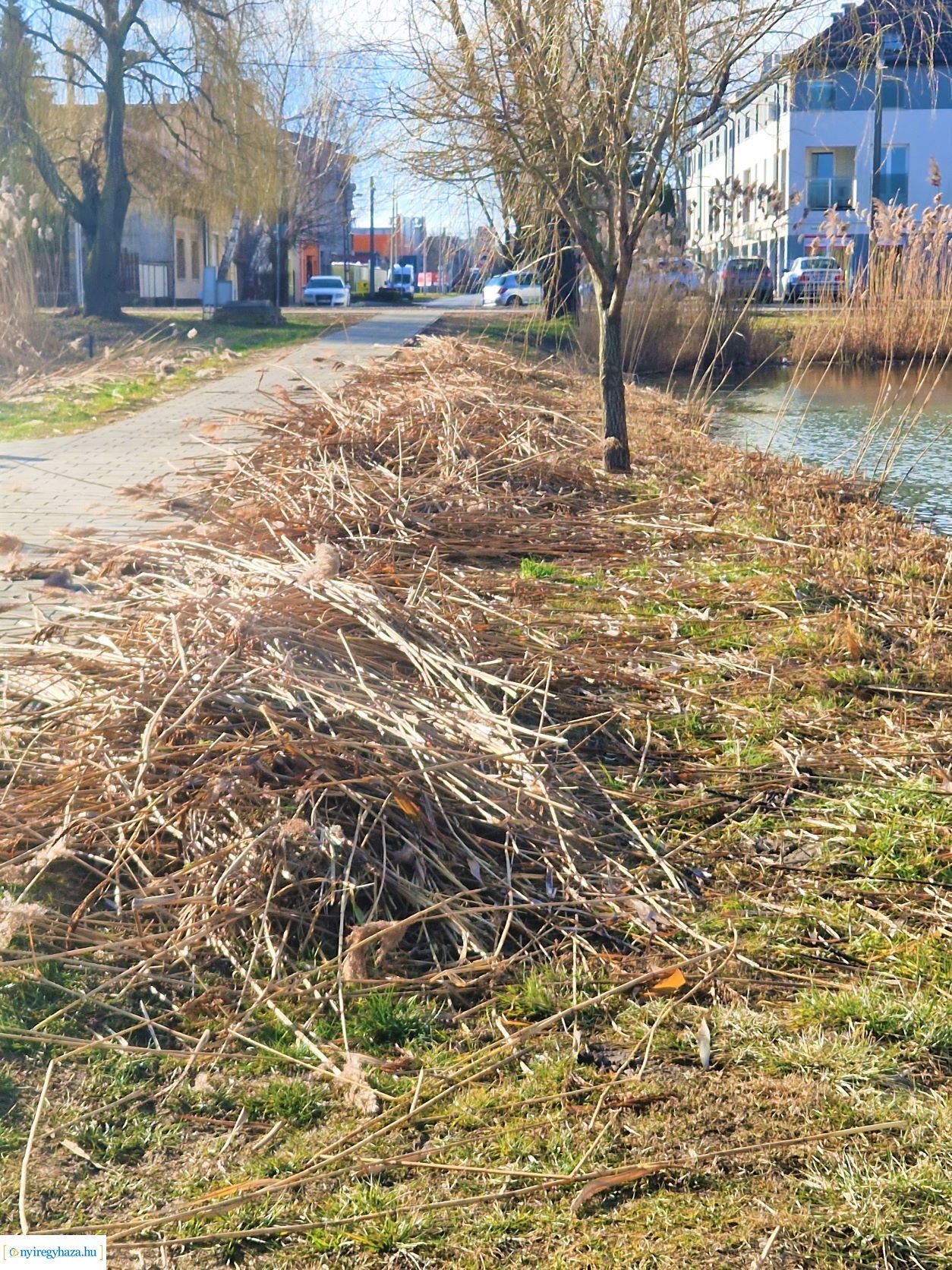 Nádvágási munkálatok a Bujtosi-tó körül