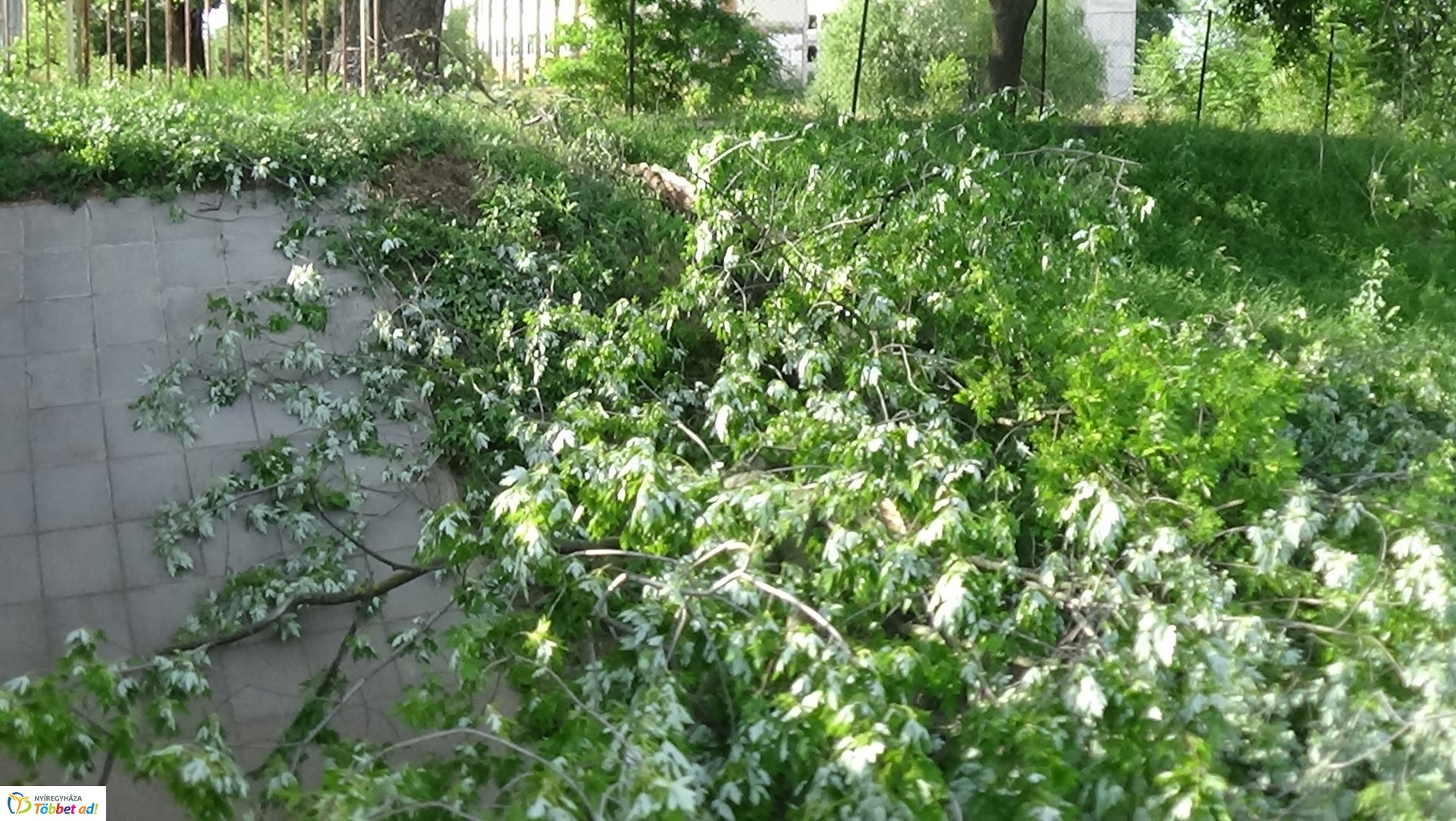 Nagy méretű faág hasadt az Ér-patak medrére