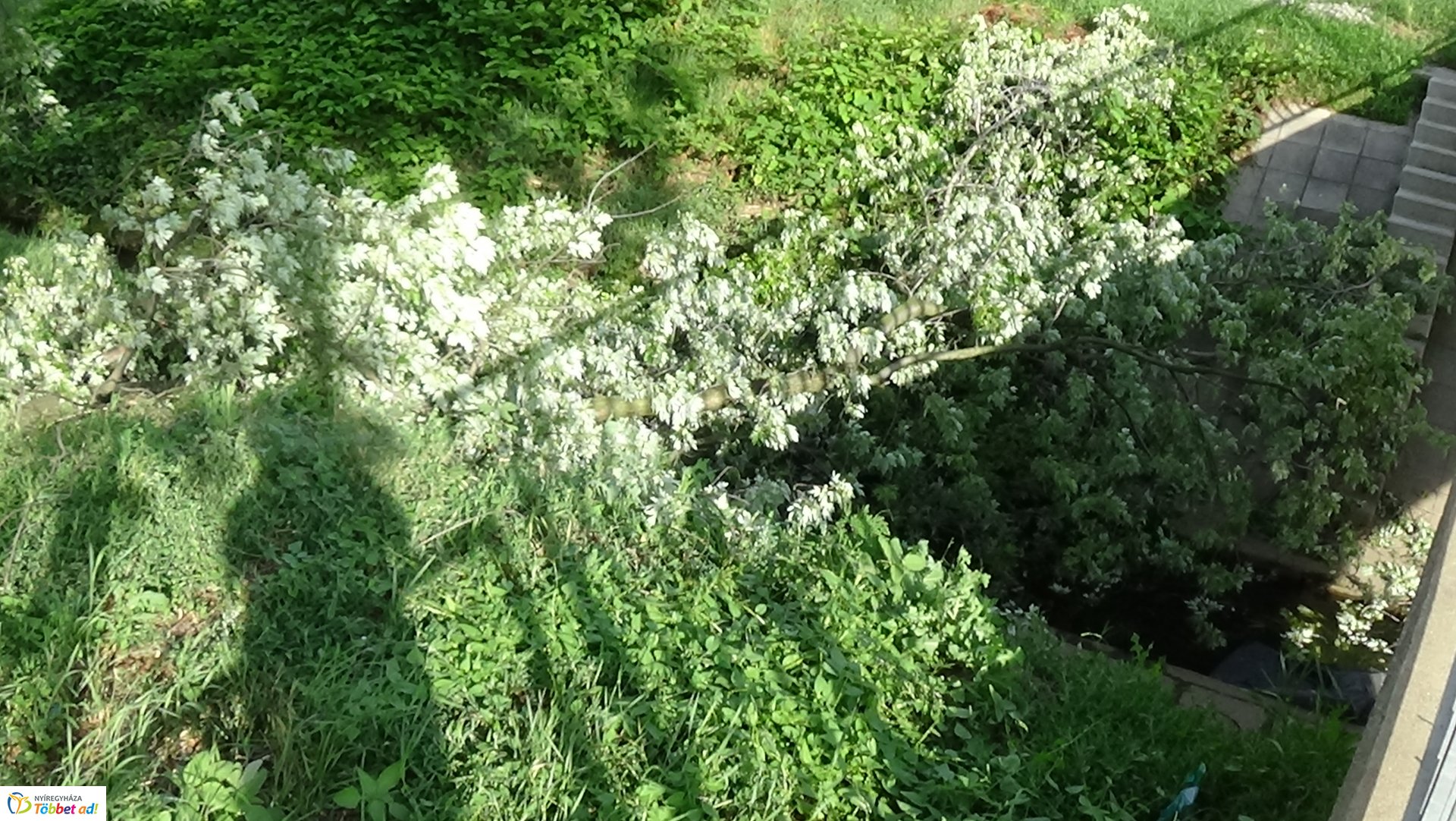 Nagy méretű faág hasadt az Ér-patak medrére
