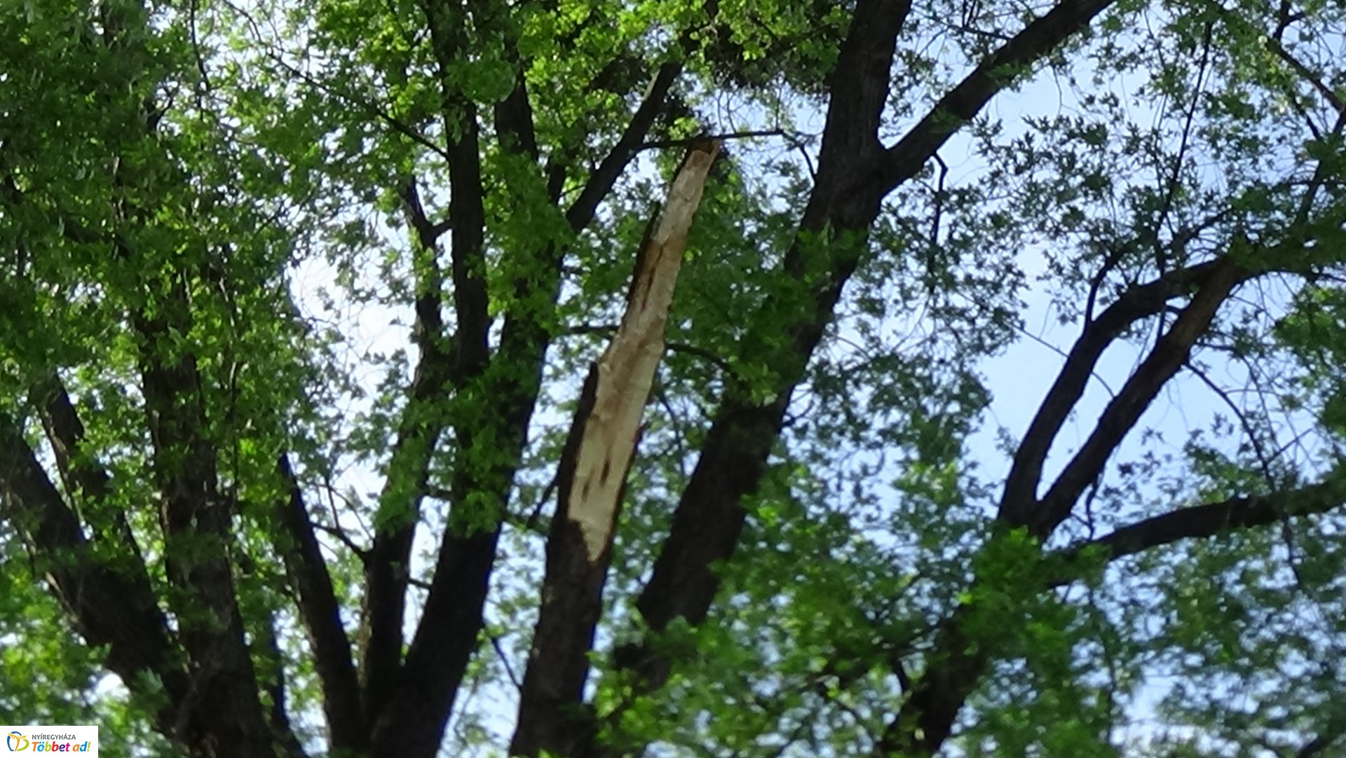 Nagy méretű faág hasadt az Ér-patak medrére