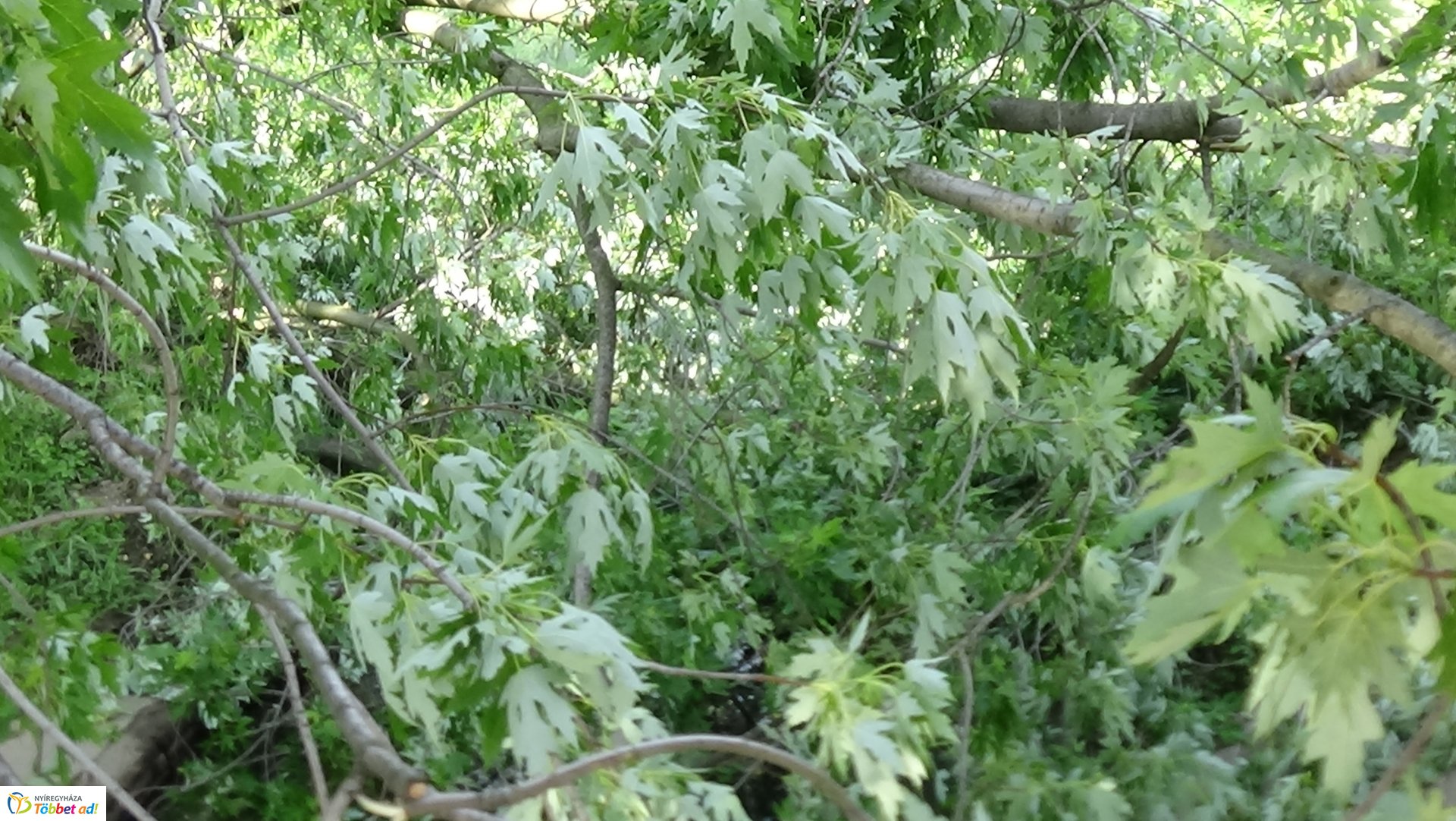 Nagy méretű faág hasadt az Ér-patak medrére