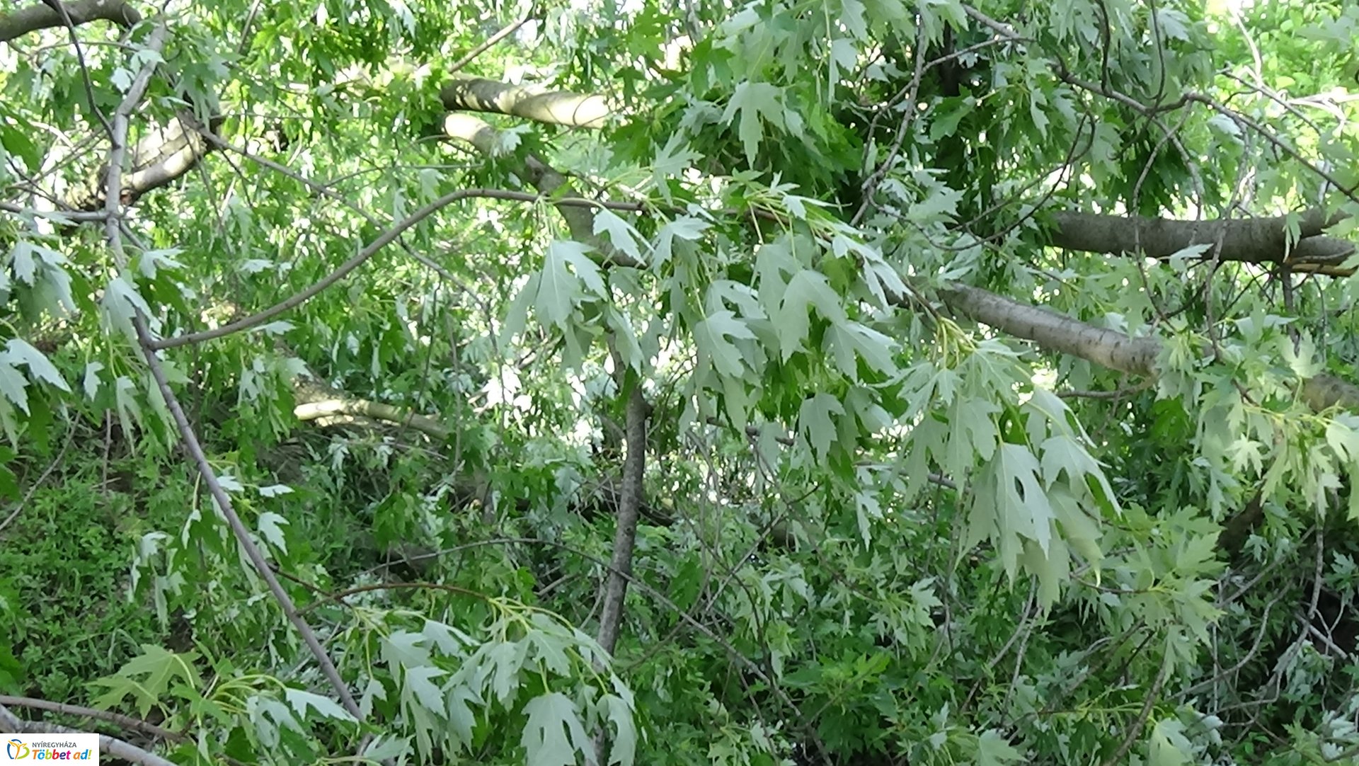 Nagy méretű faág hasadt az Ér-patak medrére