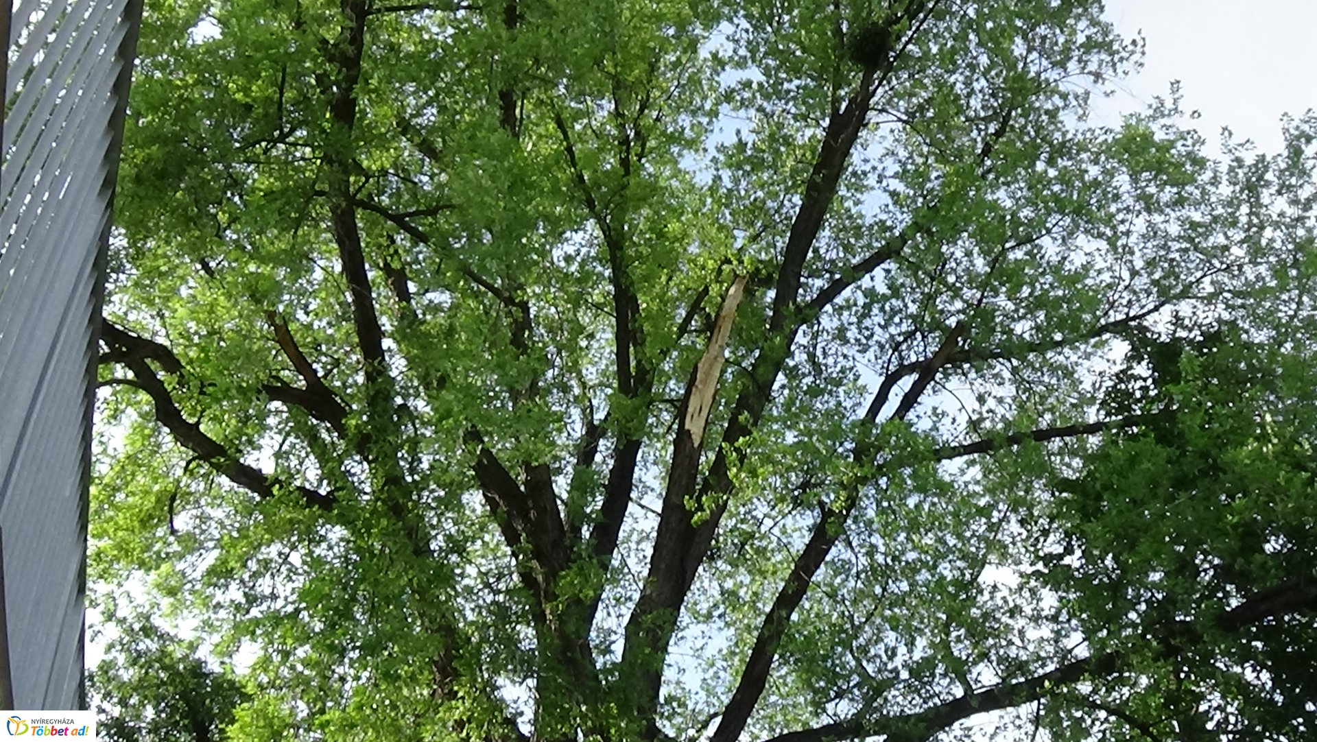 Nagy méretű faág hasadt az Ér-patak medrére