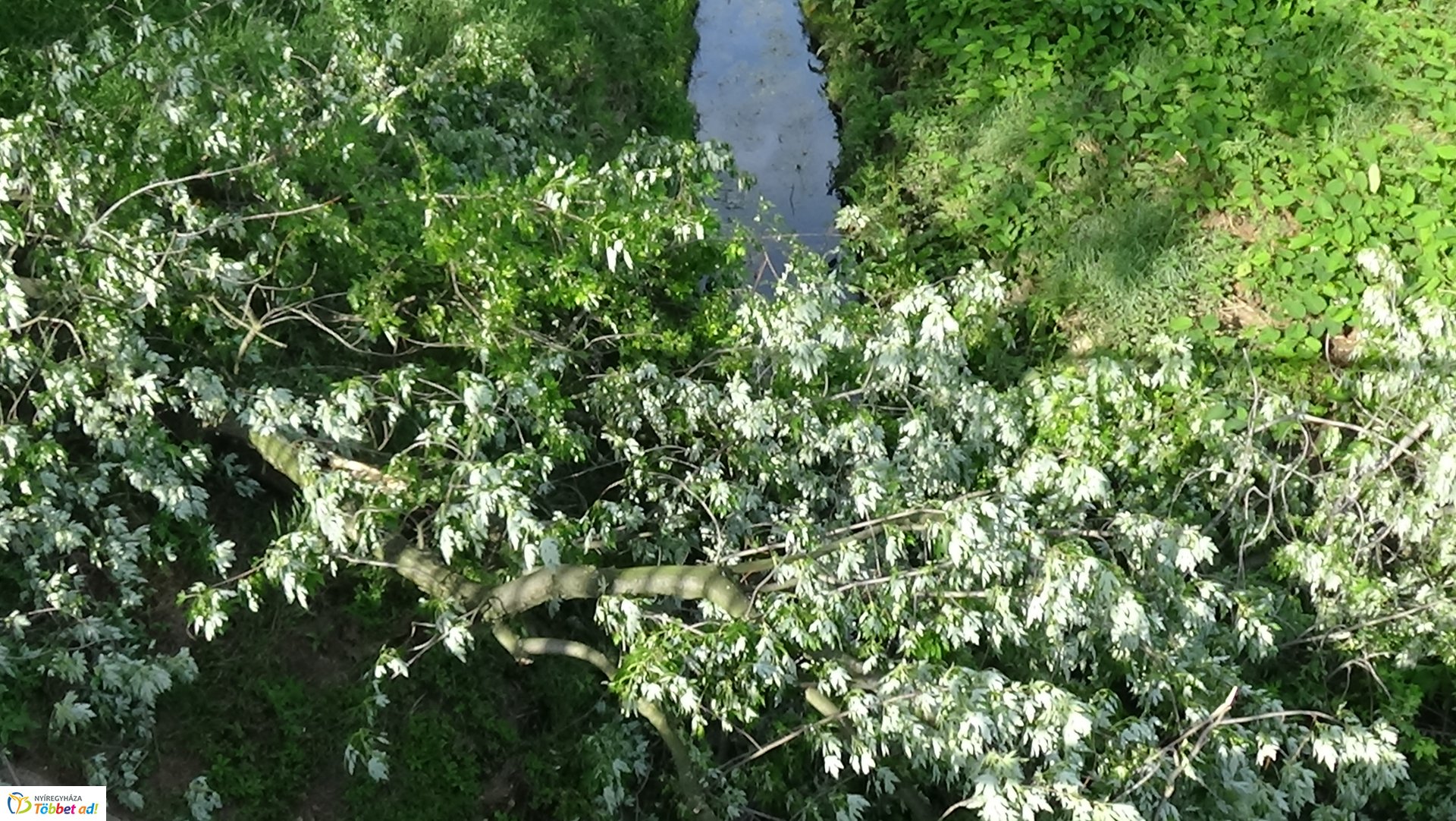 Nagy méretű faág hasadt az Ér-patak medrére