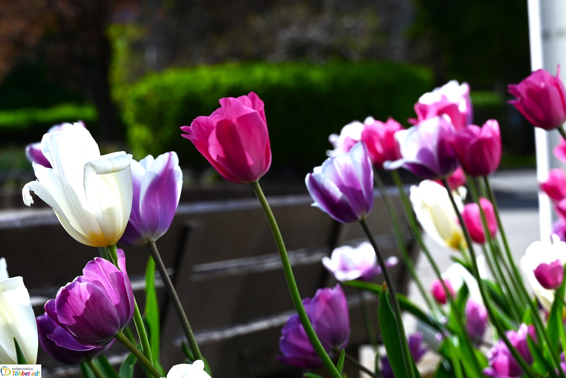 Nagyszombat nyárias napsütésben