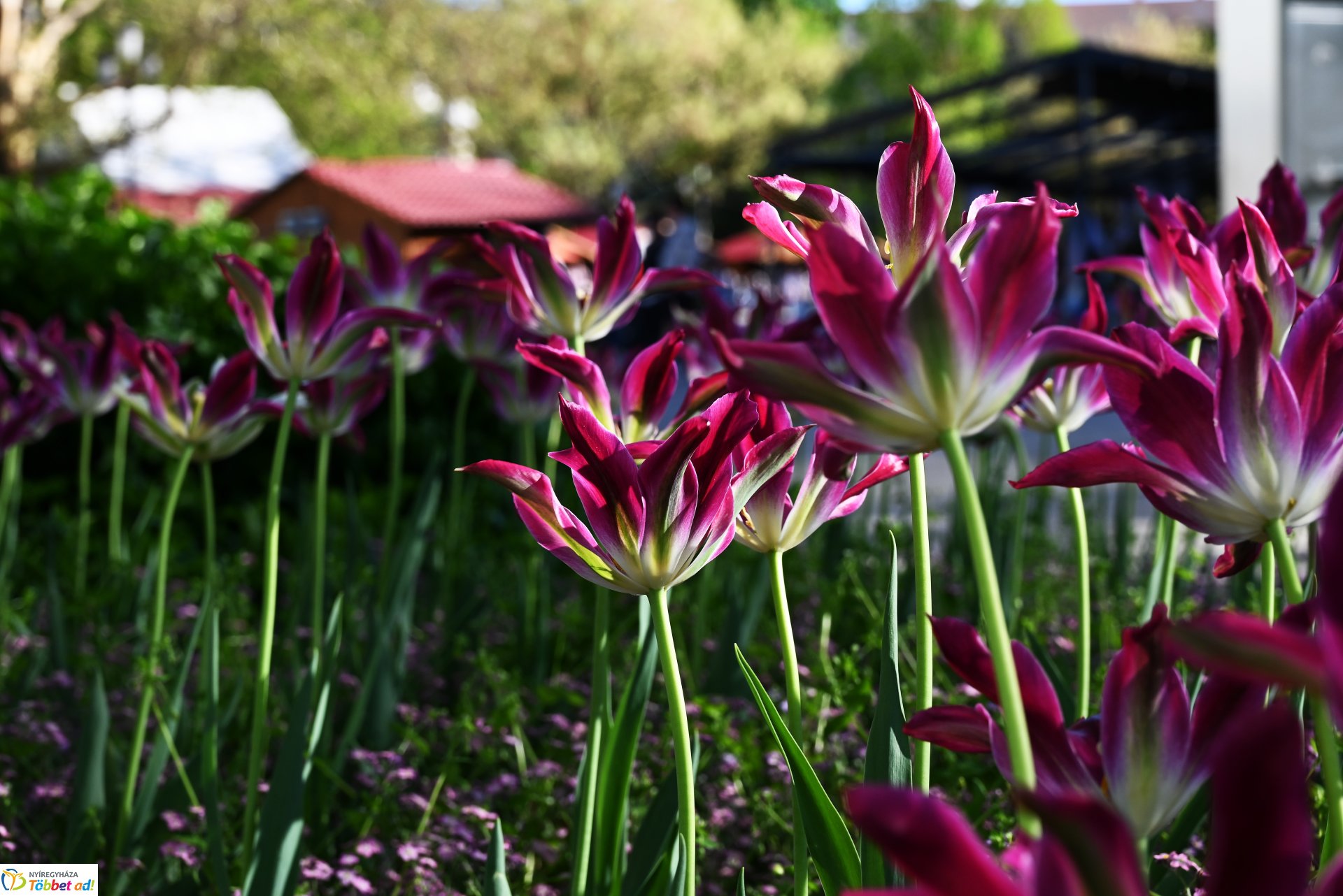 Nagyszombat nyárias napsütésben