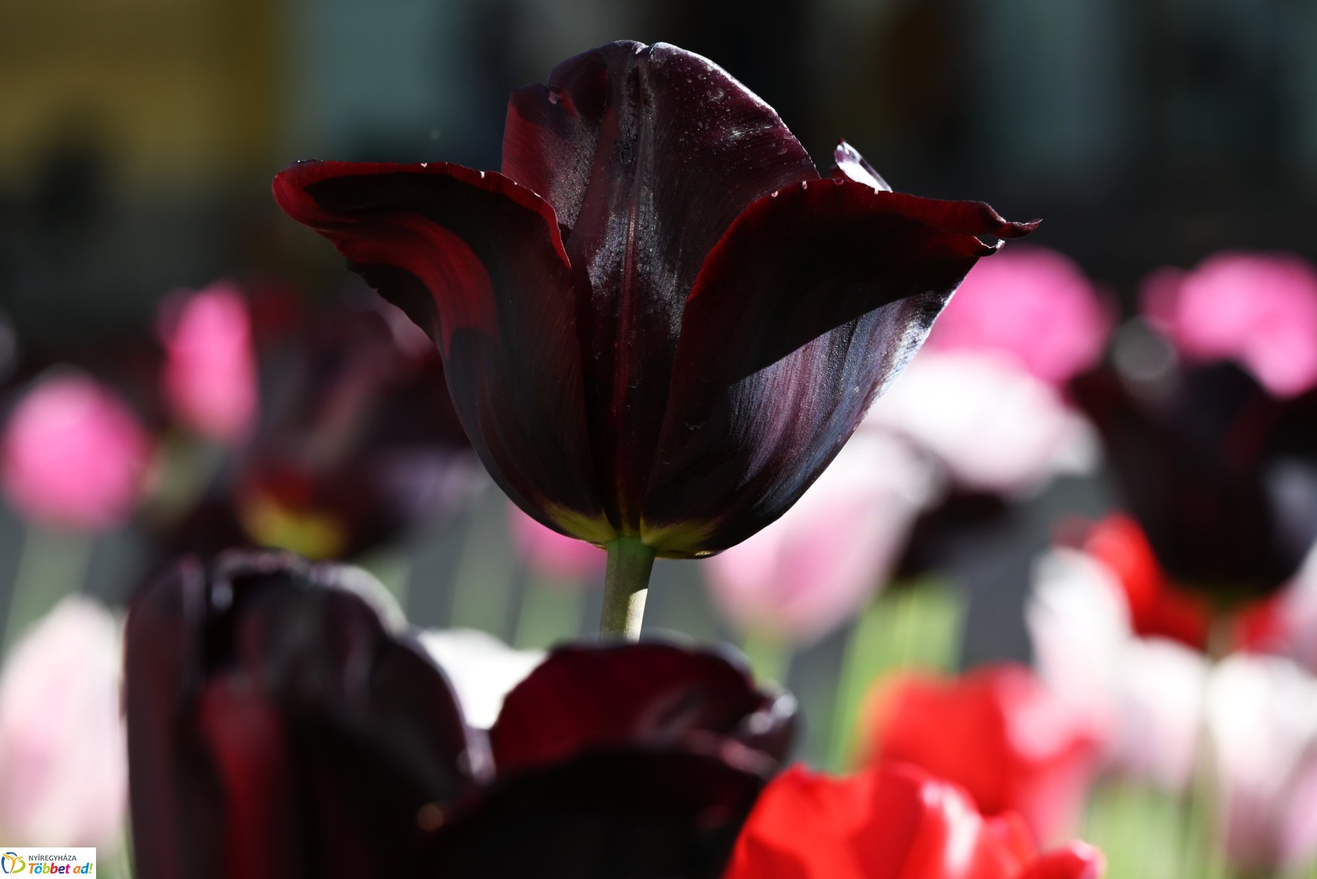 Nagyszombat nyárias napsütésben