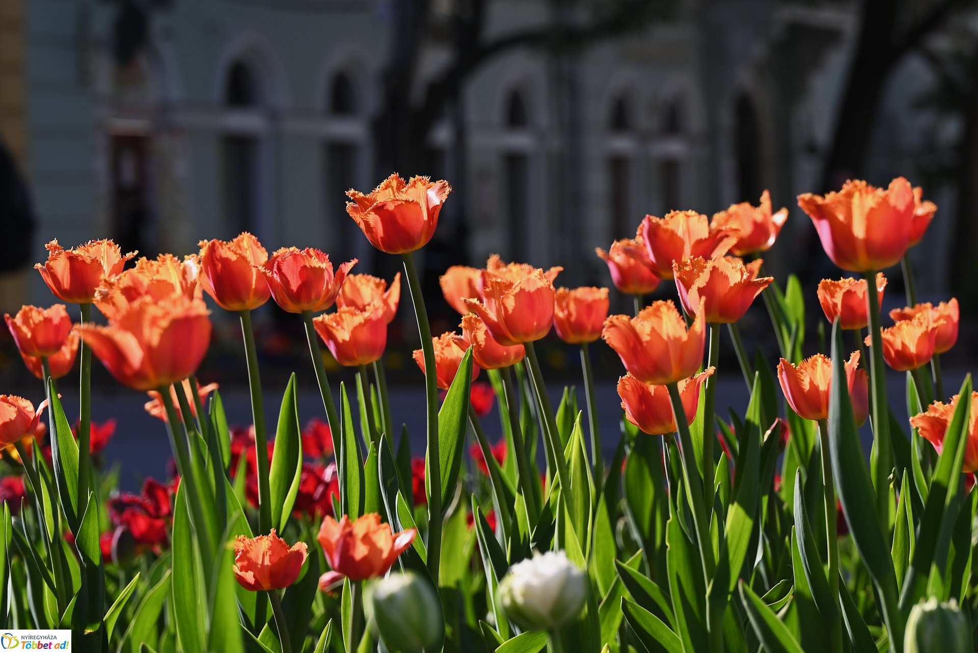 Nagyszombat nyárias napsütésben