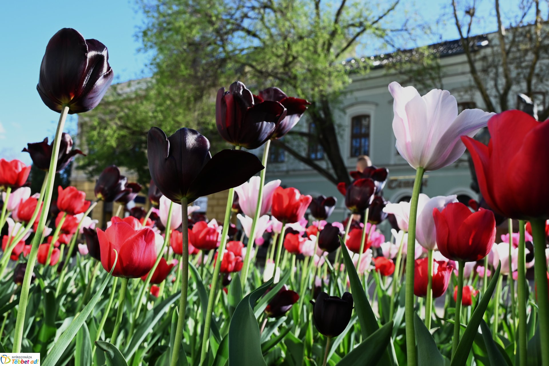 Nagyszombat nyárias napsütésben