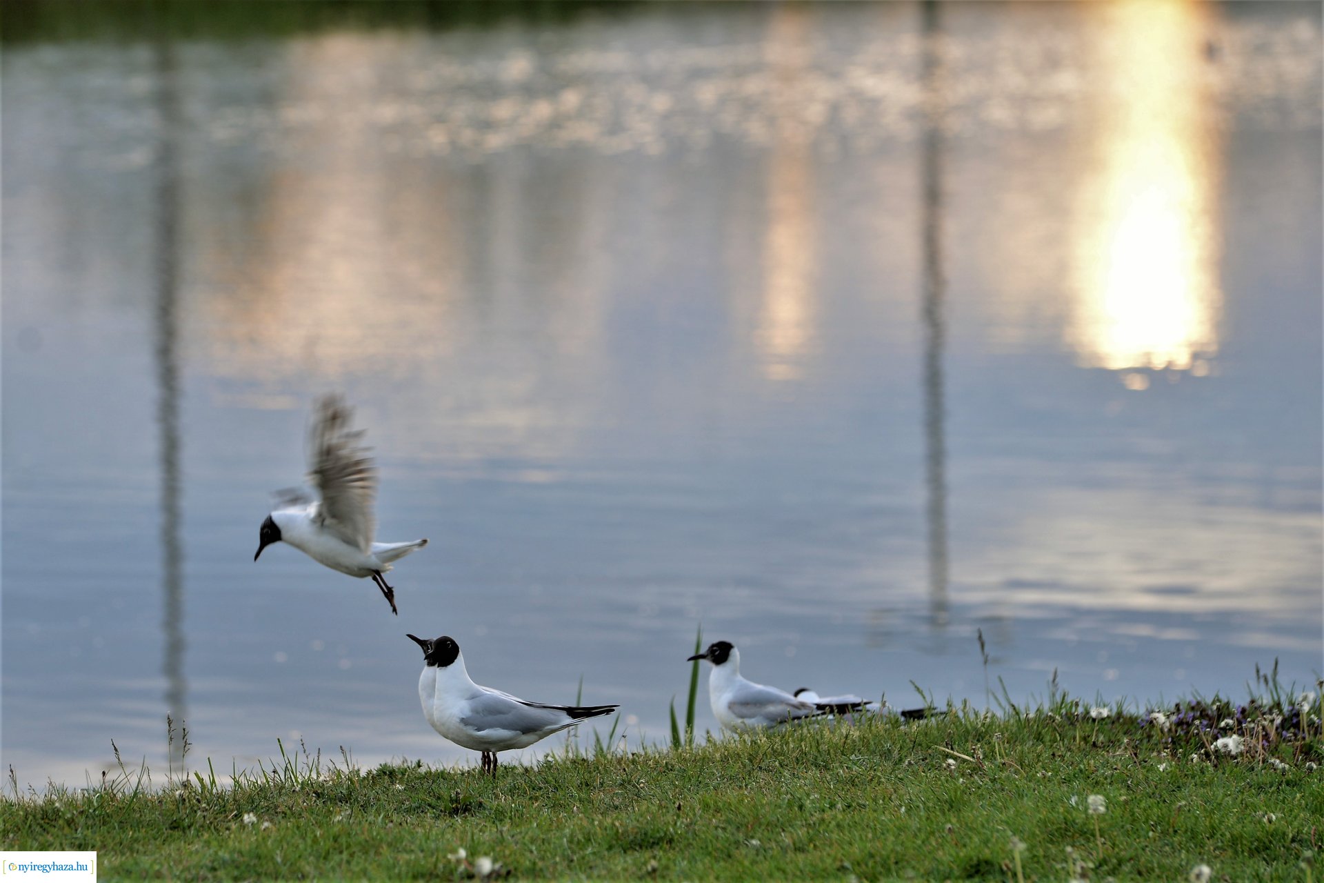 Naplemente a Bujtosi tó partján