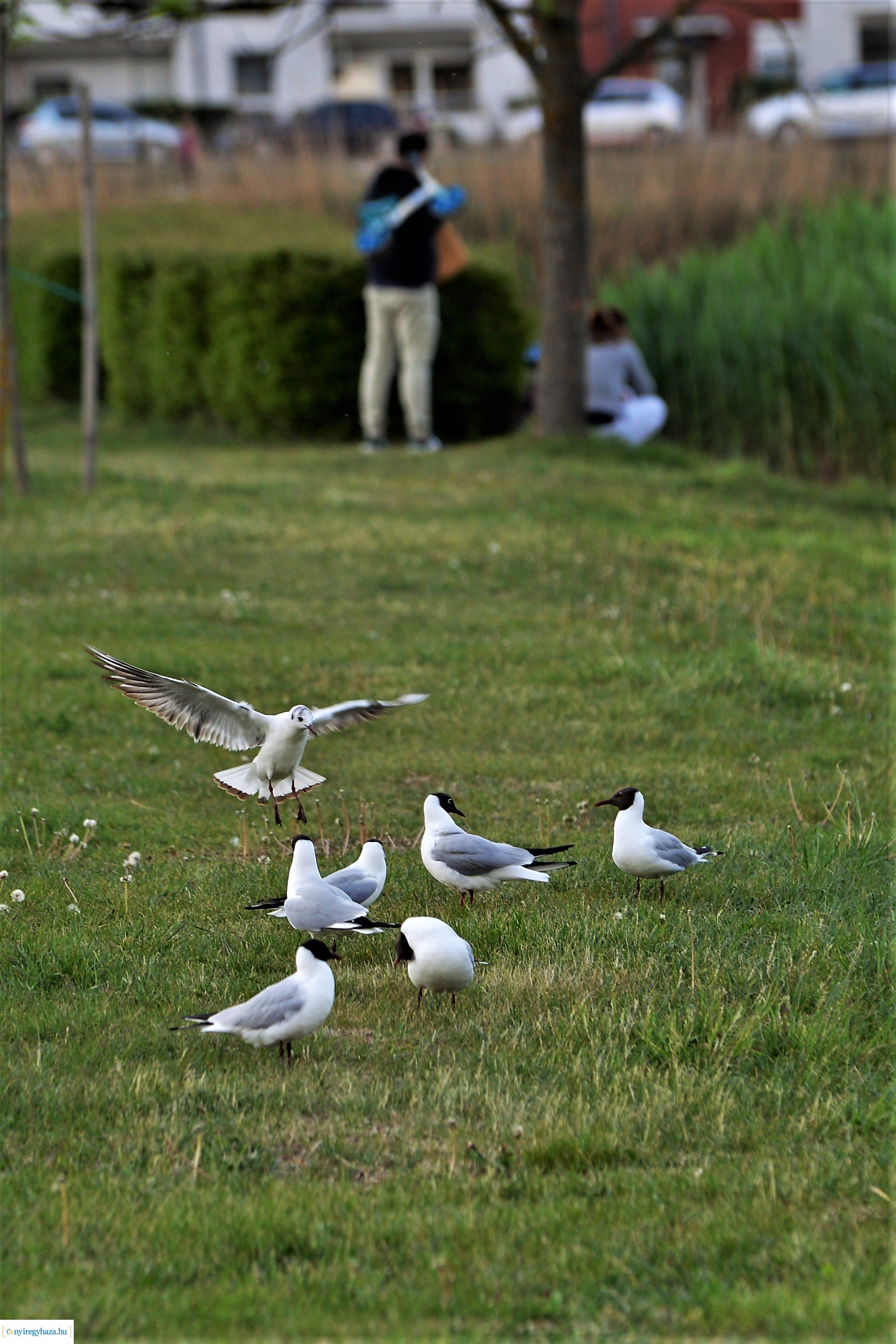 Naplemente a Bujtosi tó partján