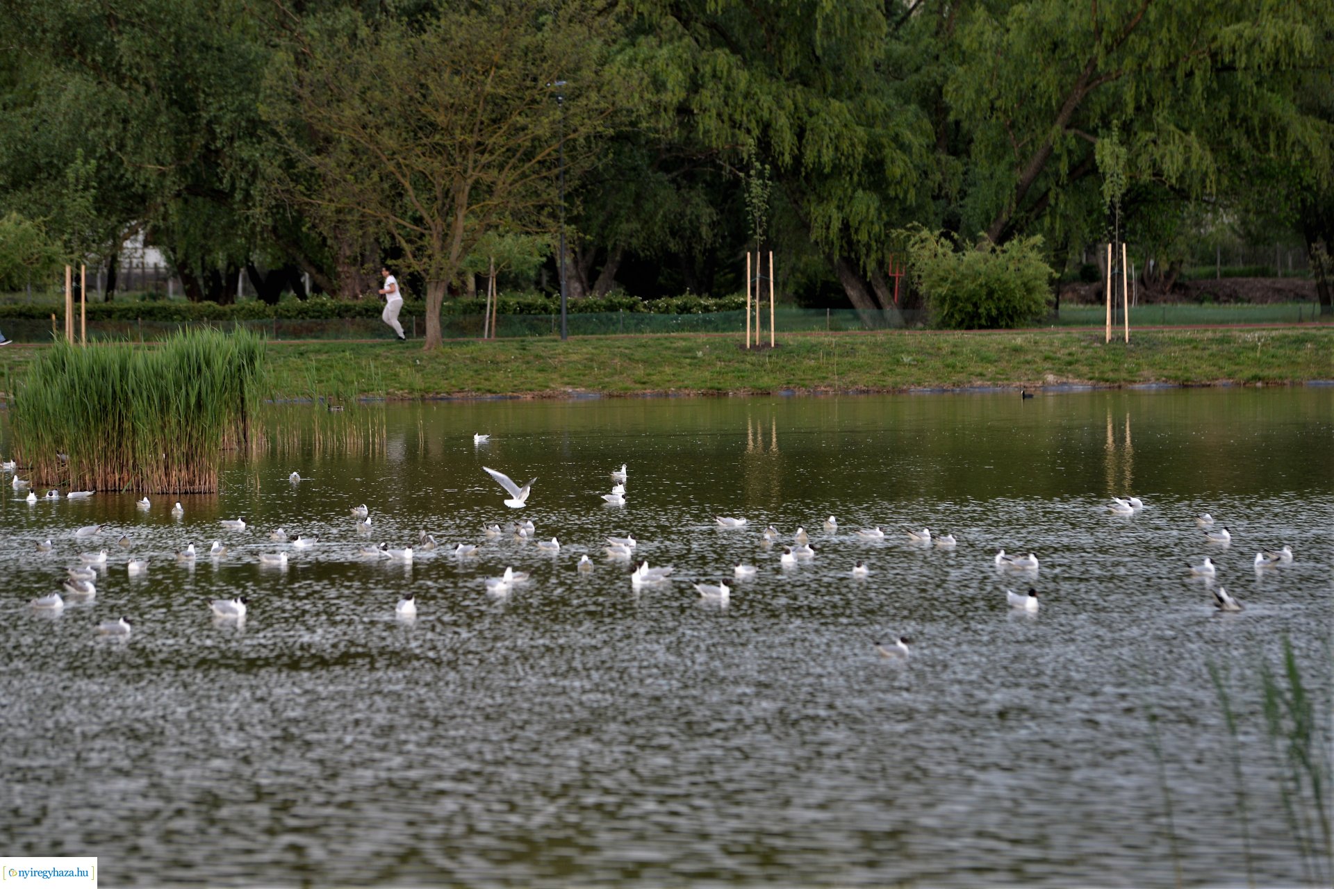 Naplemente a Bujtosi tó partján