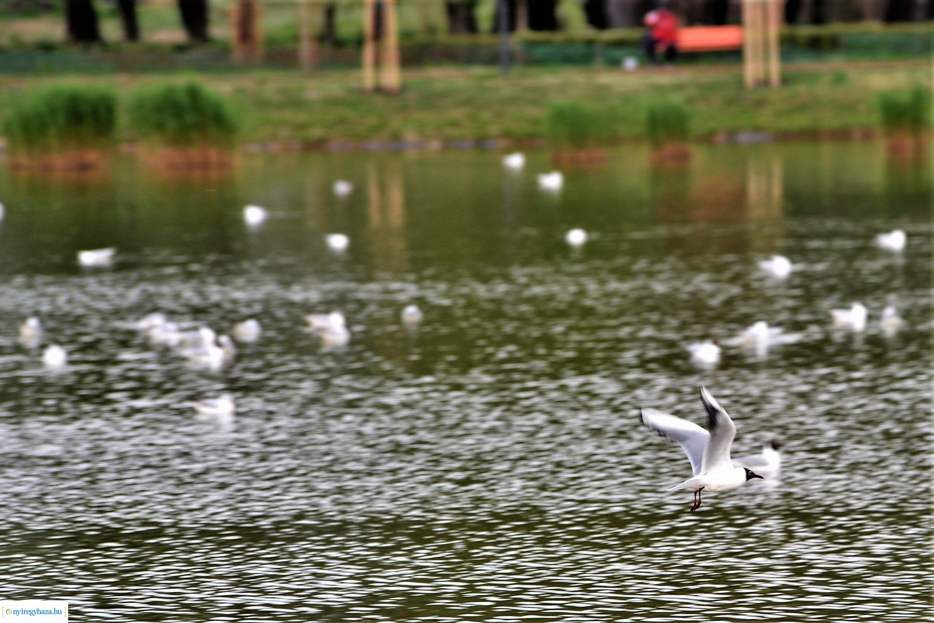 Naplemente a Bujtosi tó partján