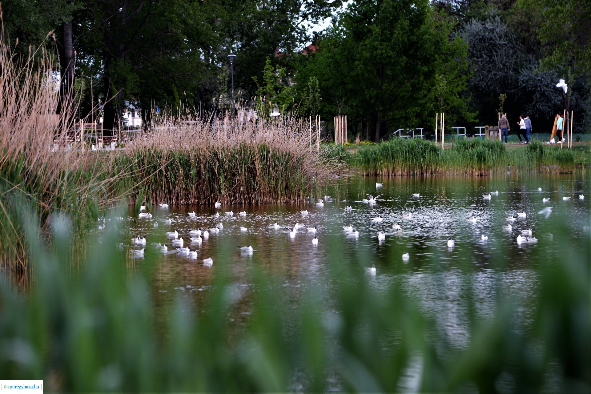 Naplemente a Bujtosi tó partján