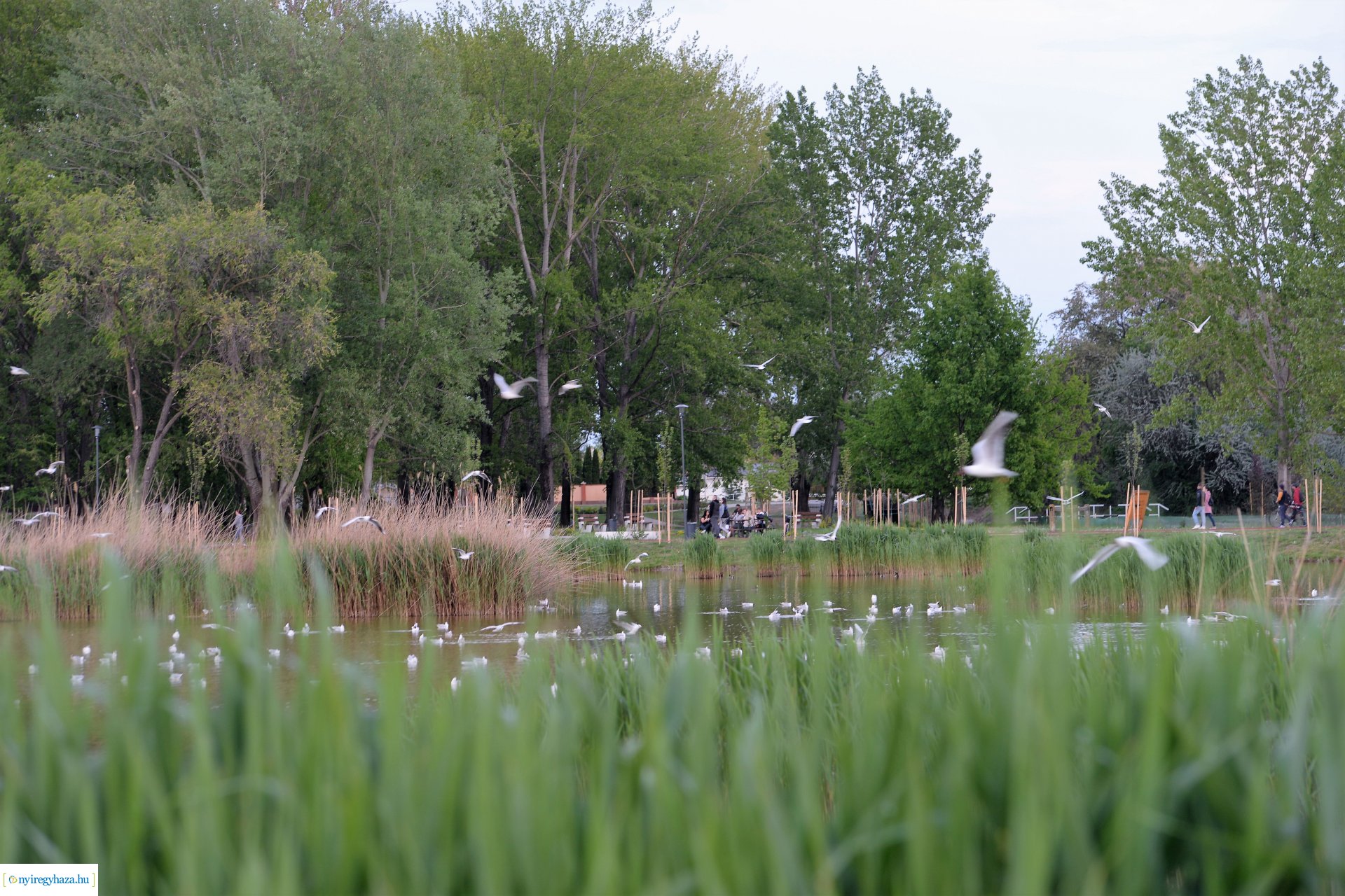 Naplemente a Bujtosi tó partján