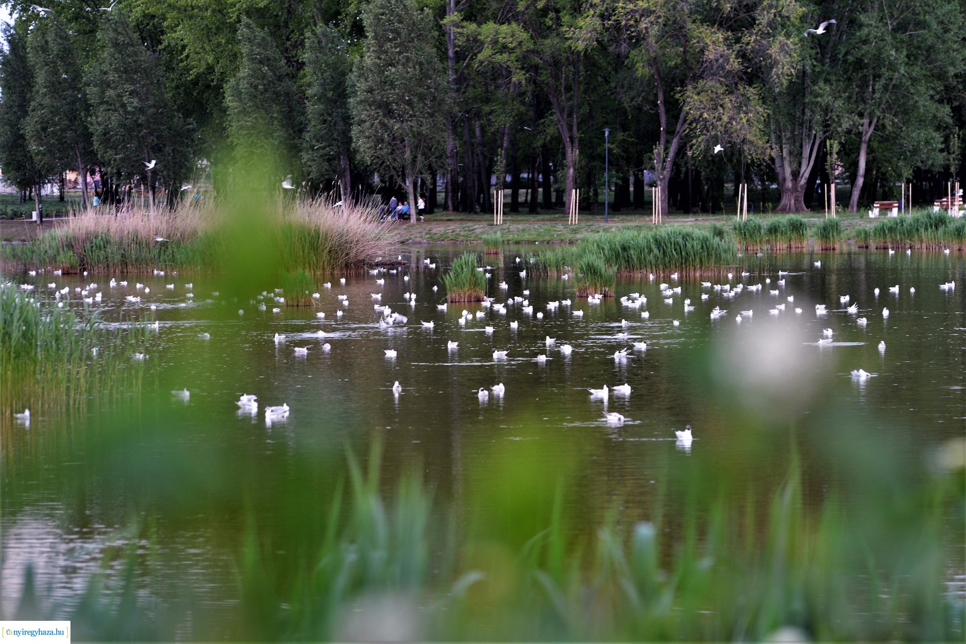 Naplemente a Bujtosi tó partján