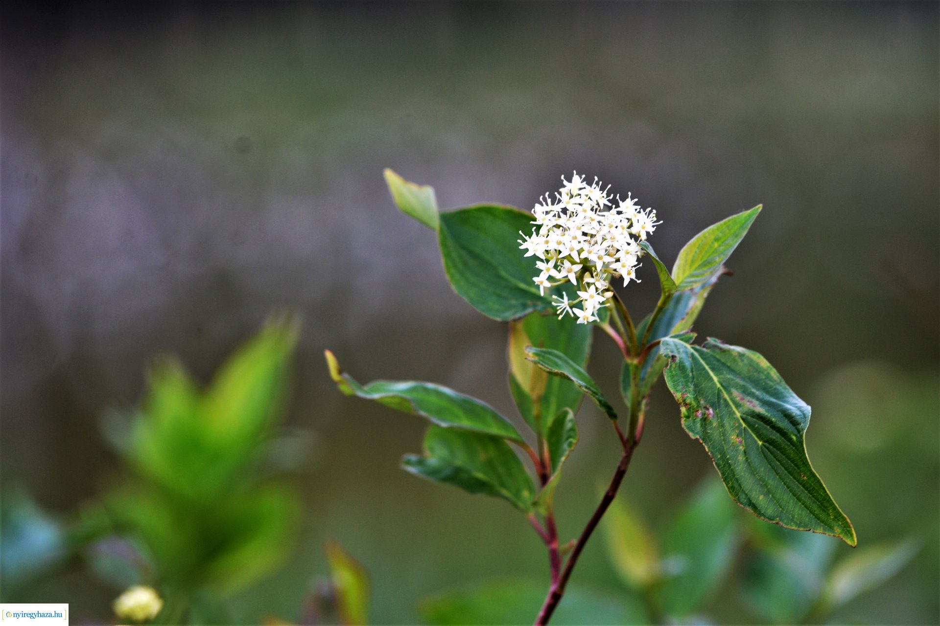 Naplemente a Bujtosi tó partján