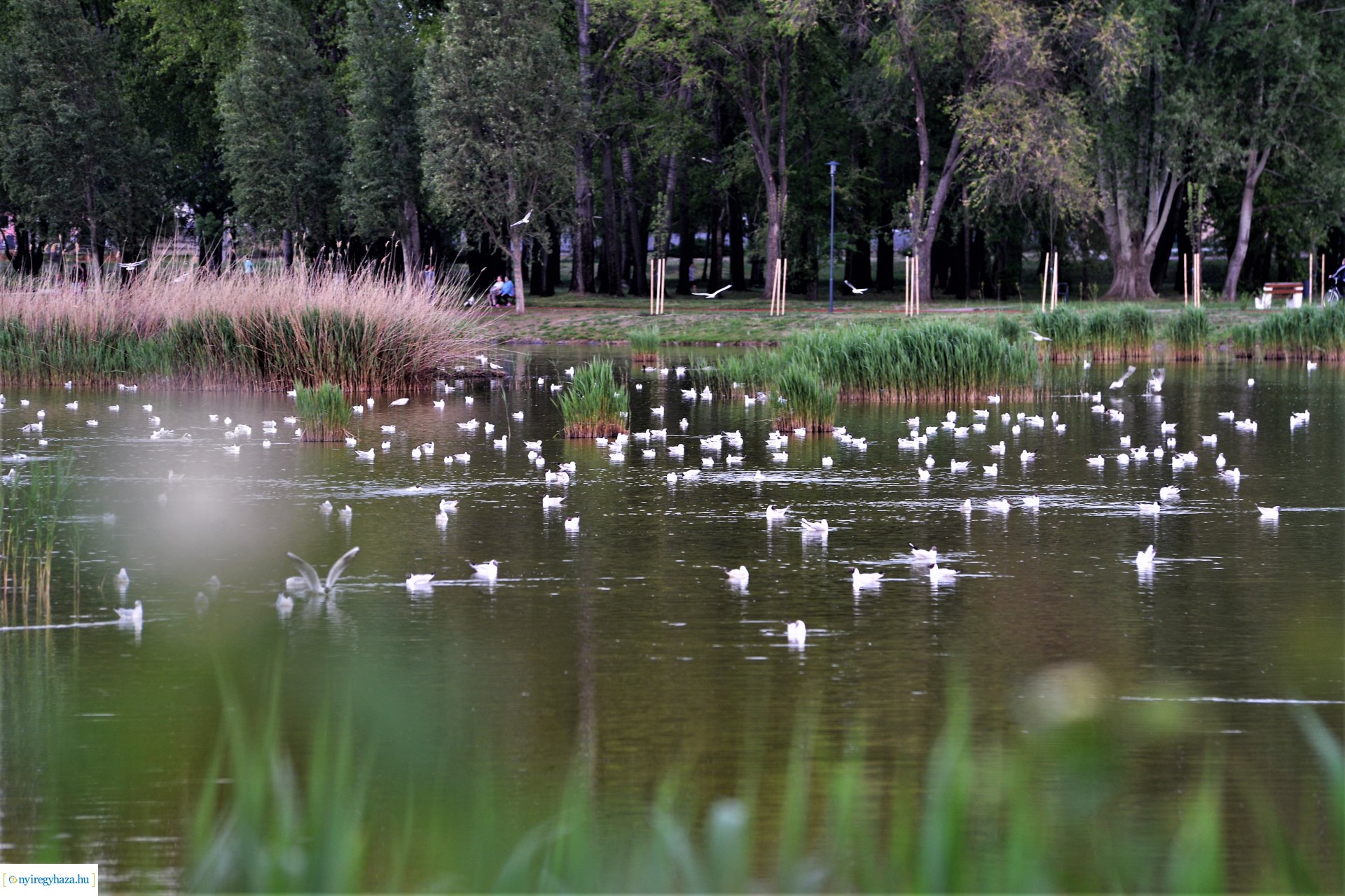 Naplemente a Bujtosi tó partján