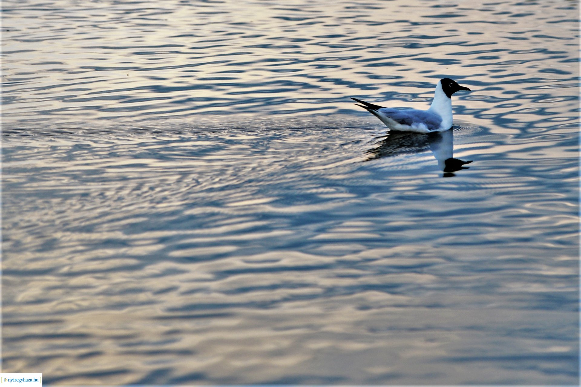 Naplemente a Bujtosi tó partján