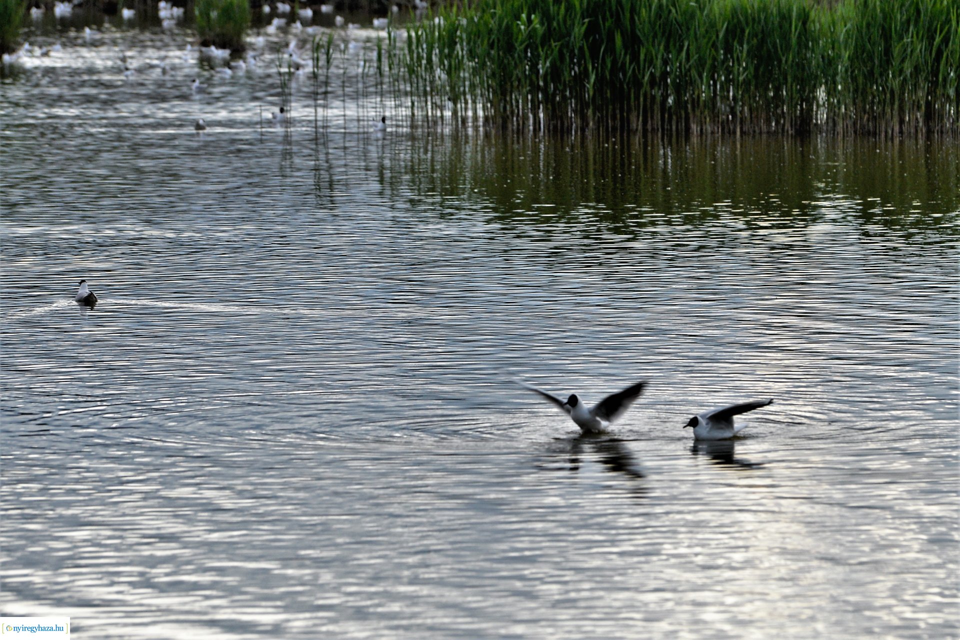 Naplemente a Bujtosi tó partján