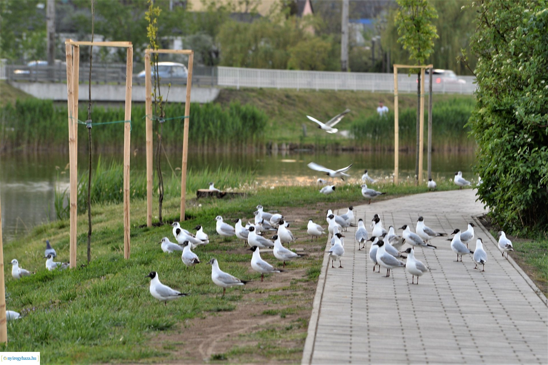 Naplemente a Bujtosi tó partján