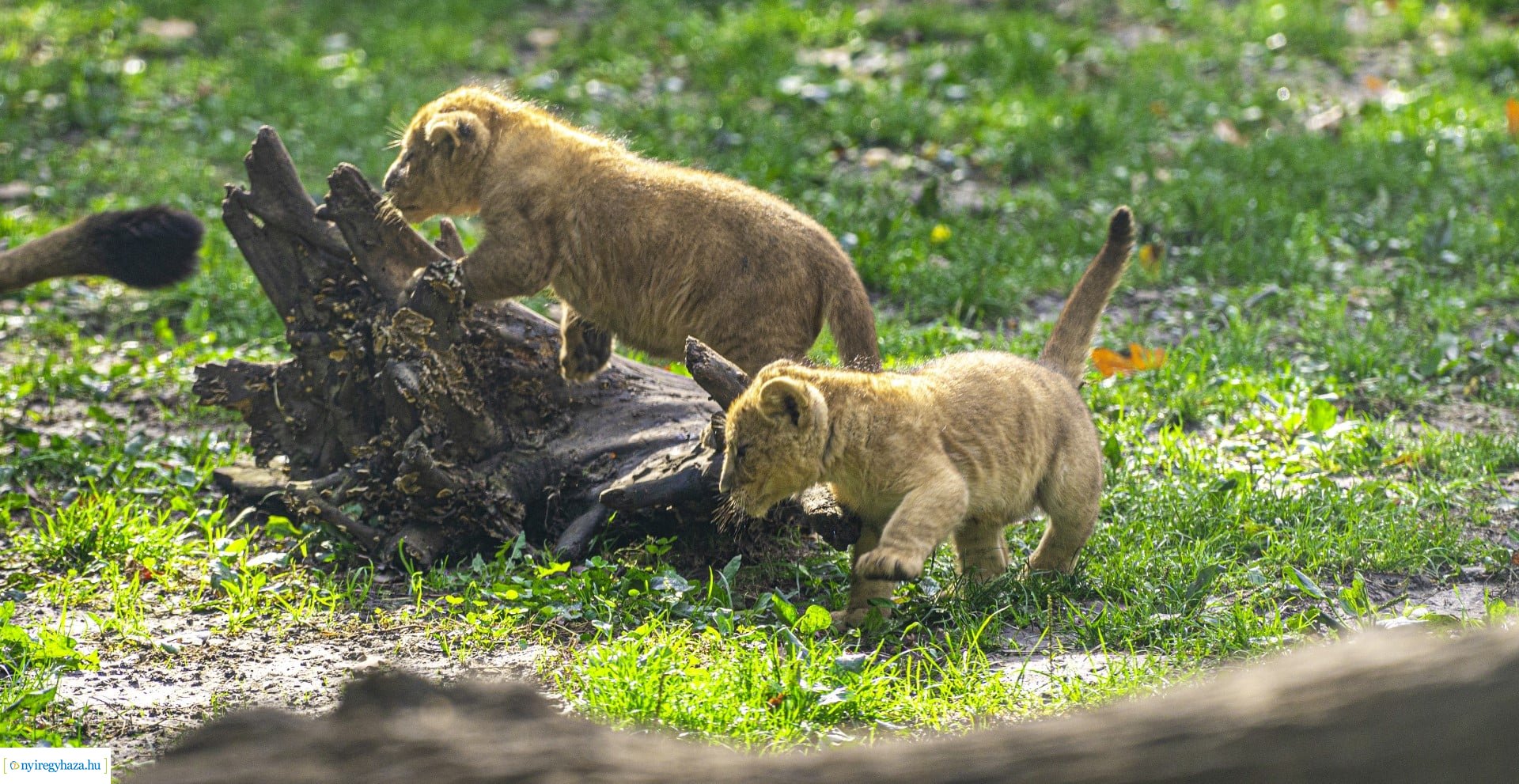 Négyesikrek születtek a Nyíregyházi Állatpark oroszlán családjában. 
