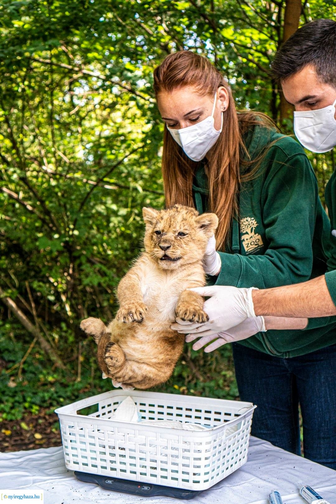 Négyesikrek születtek a Nyíregyházi Állatpark oroszlán családjában. 