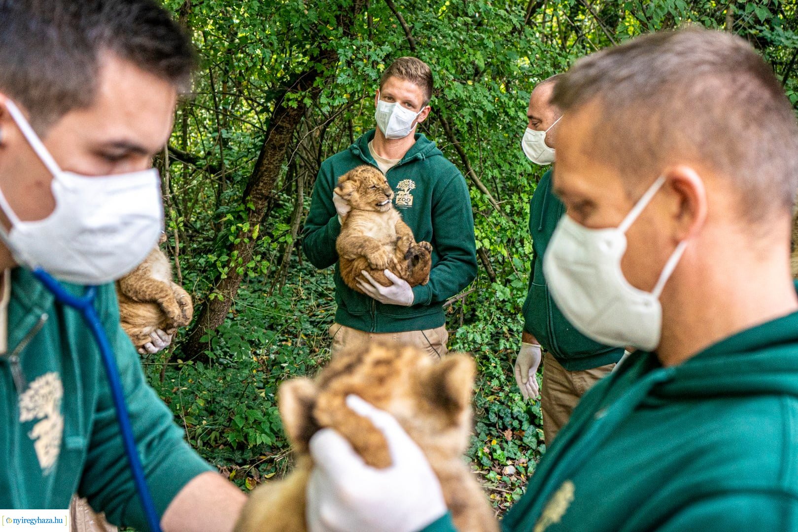 Négyesikrek születtek a Nyíregyházi Állatpark oroszlán családjában. 