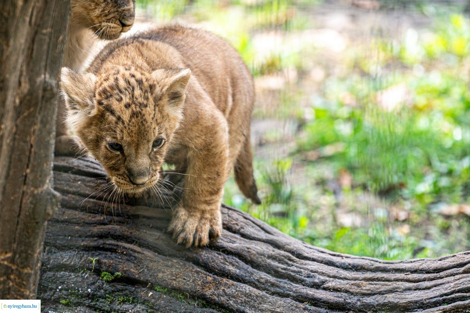 Négyesikrek születtek a Nyíregyházi Állatpark oroszlán családjában. 