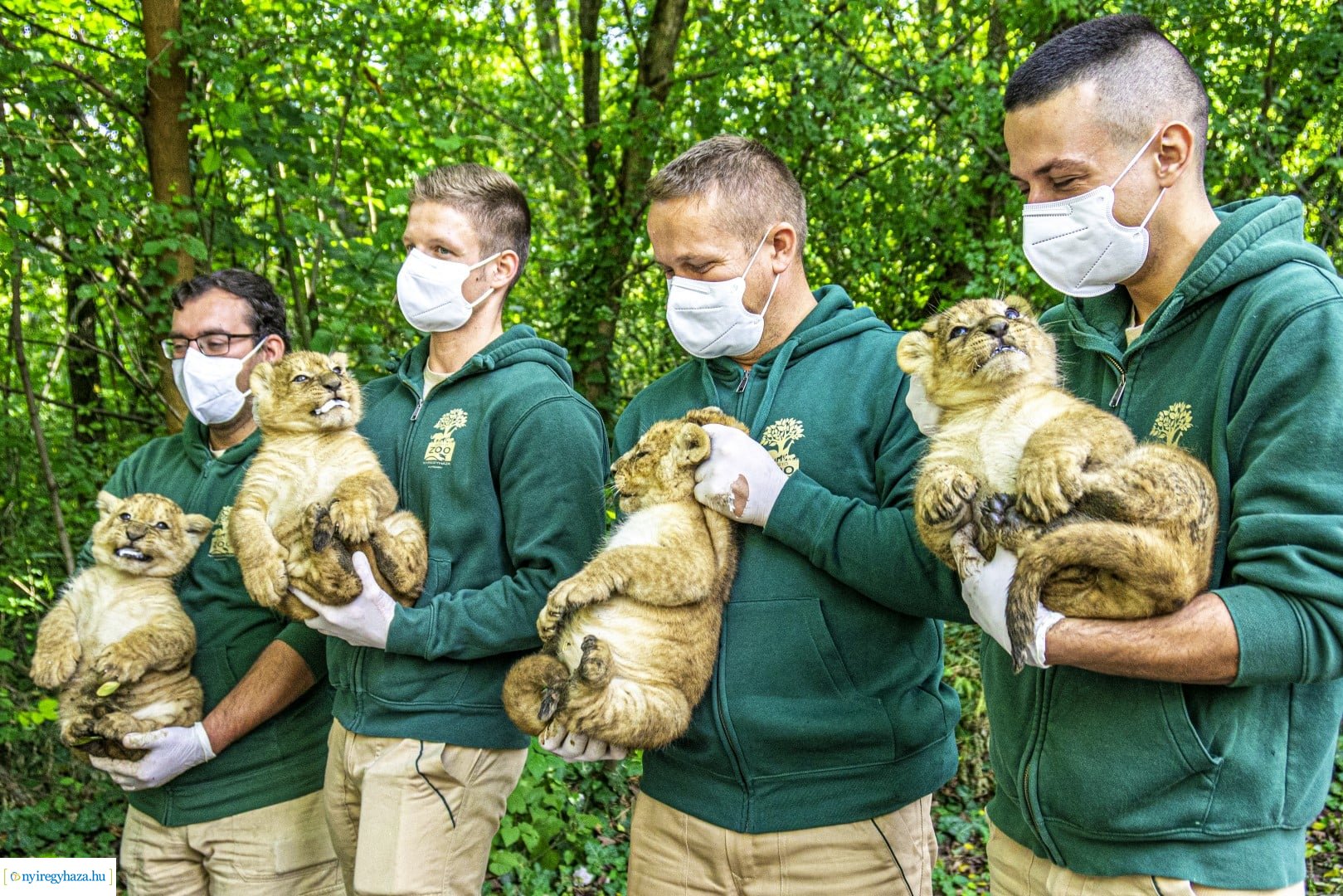 Négyesikrek születtek a Nyíregyházi Állatpark oroszlán családjában. 