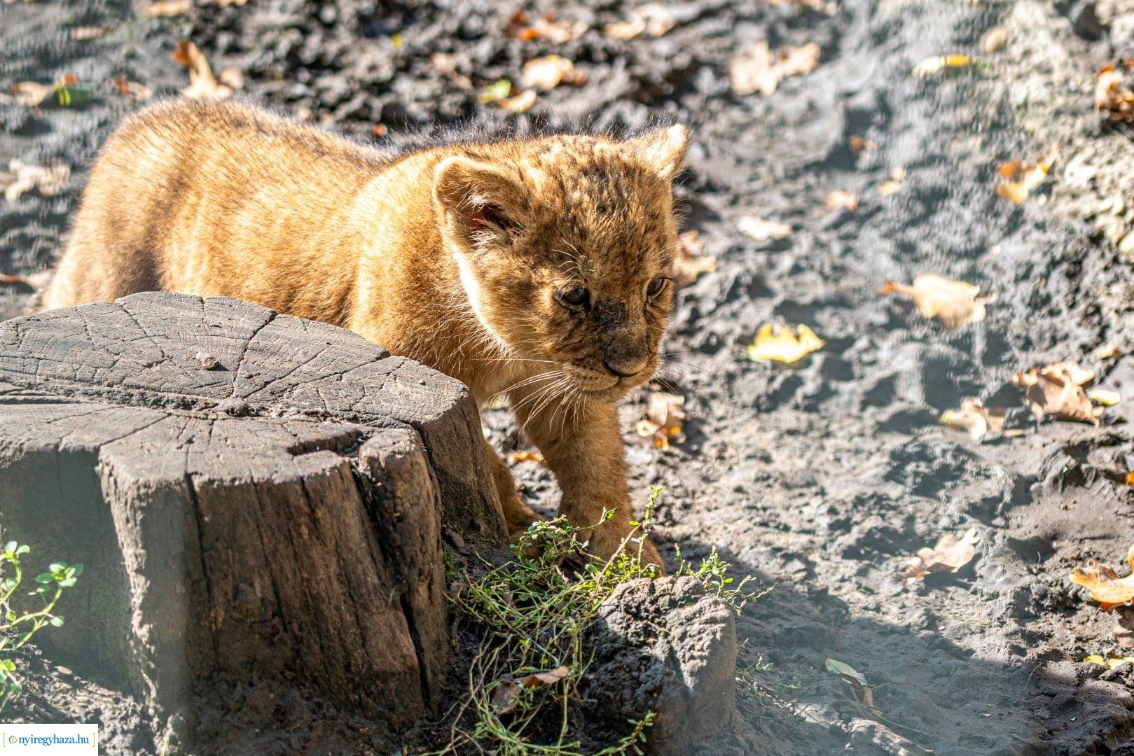 Négyesikrek születtek a Nyíregyházi Állatpark oroszlán családjában. 