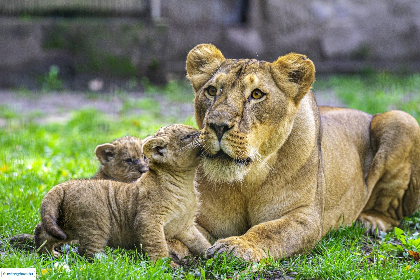 Négyesikrek születtek a Nyíregyházi Állatpark oroszlán családjában. 
