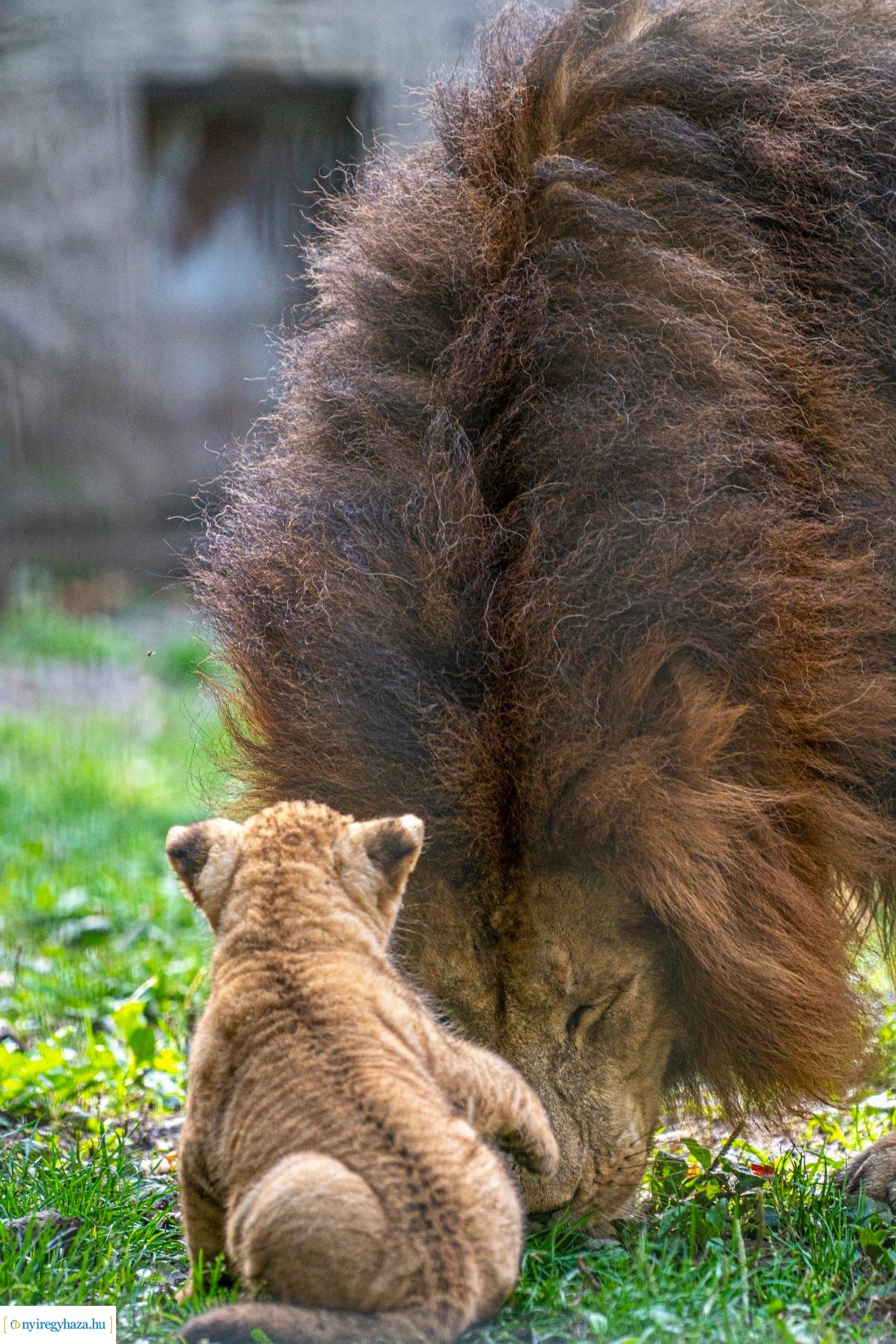 Négyesikrek születtek a Nyíregyházi Állatpark oroszlán családjában. 