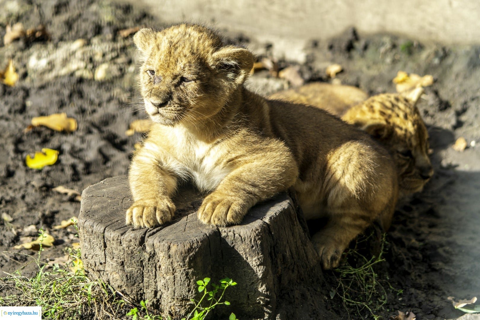 Négyesikrek születtek a Nyíregyházi Állatpark oroszlán családjában. 