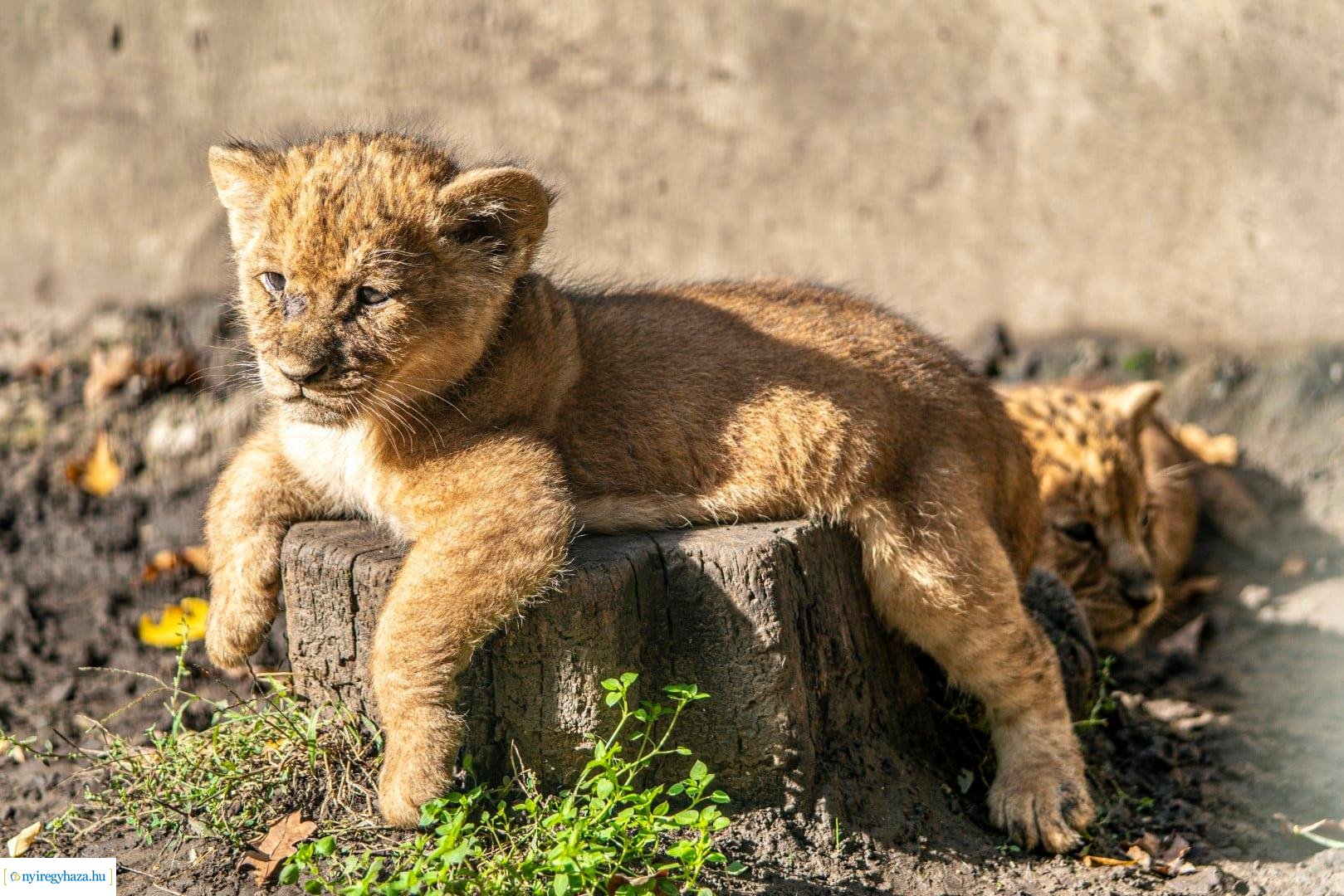 Négyesikrek születtek a Nyíregyházi Állatpark oroszlán családjában. 