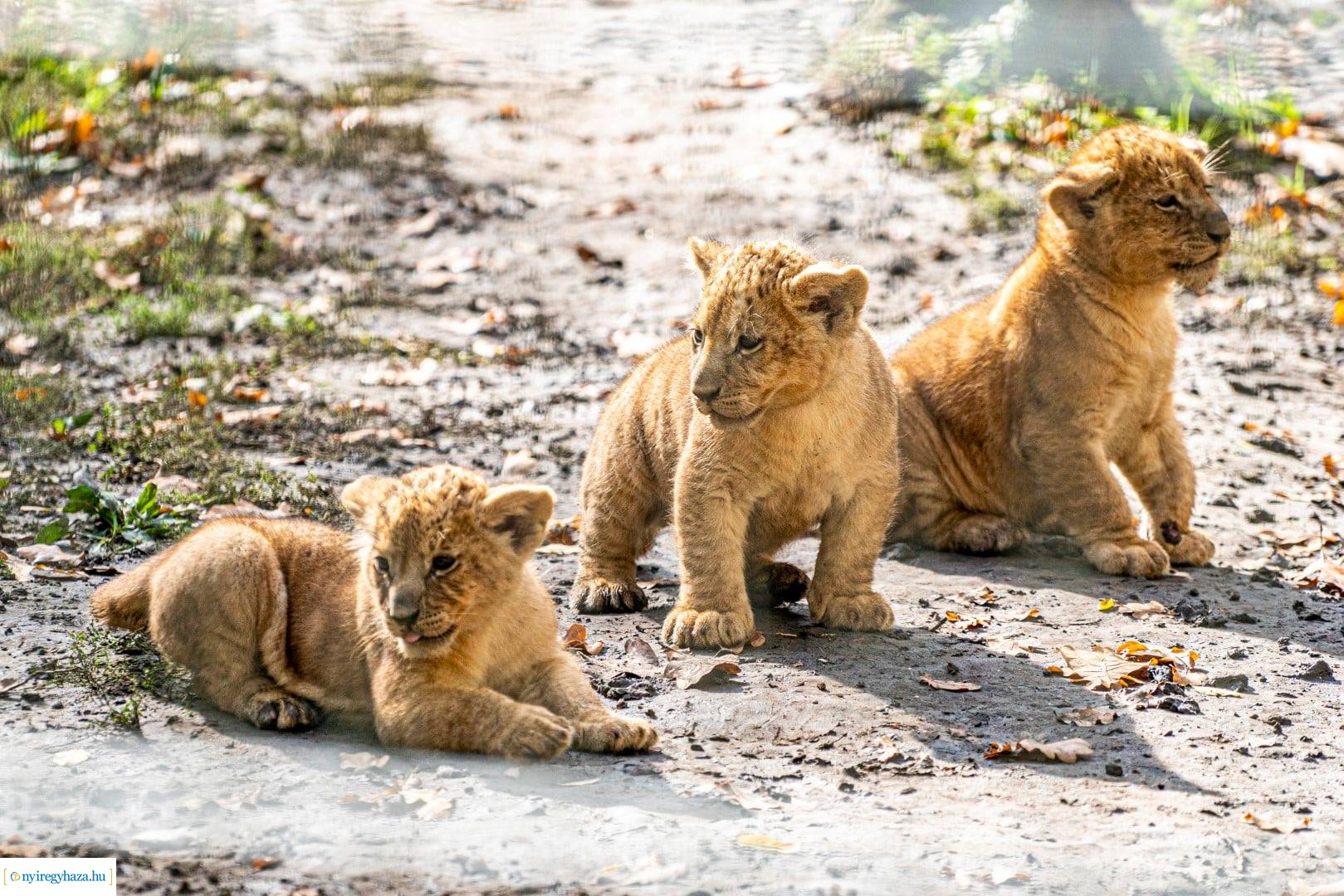 Négyesikrek születtek a Nyíregyházi Állatpark oroszlán családjában. 